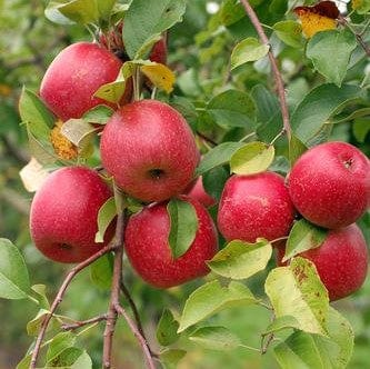 Akane and Honeycrisp Mini Orchard Bundle (3 Trees)