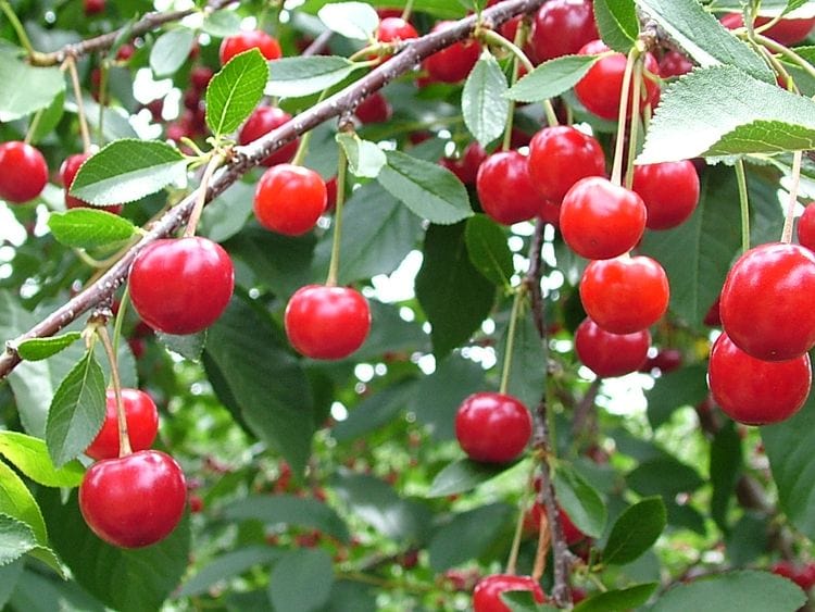 Balatonâą Cherry