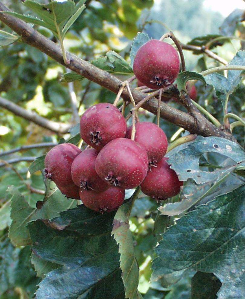 Big Golden Star Hawthorn