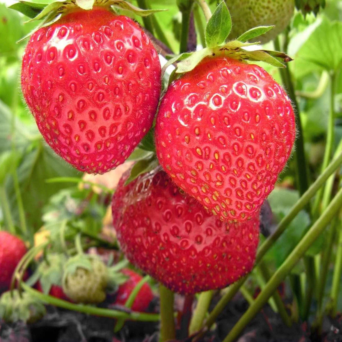 Chandler Strawberry Bundle (2 Packs)