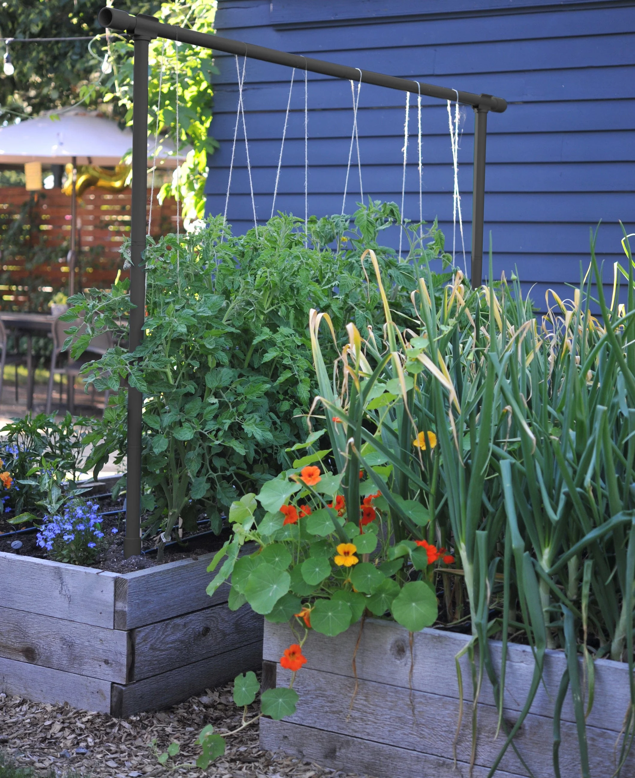 Freyr Trellis by Seattle Urban Farm Company