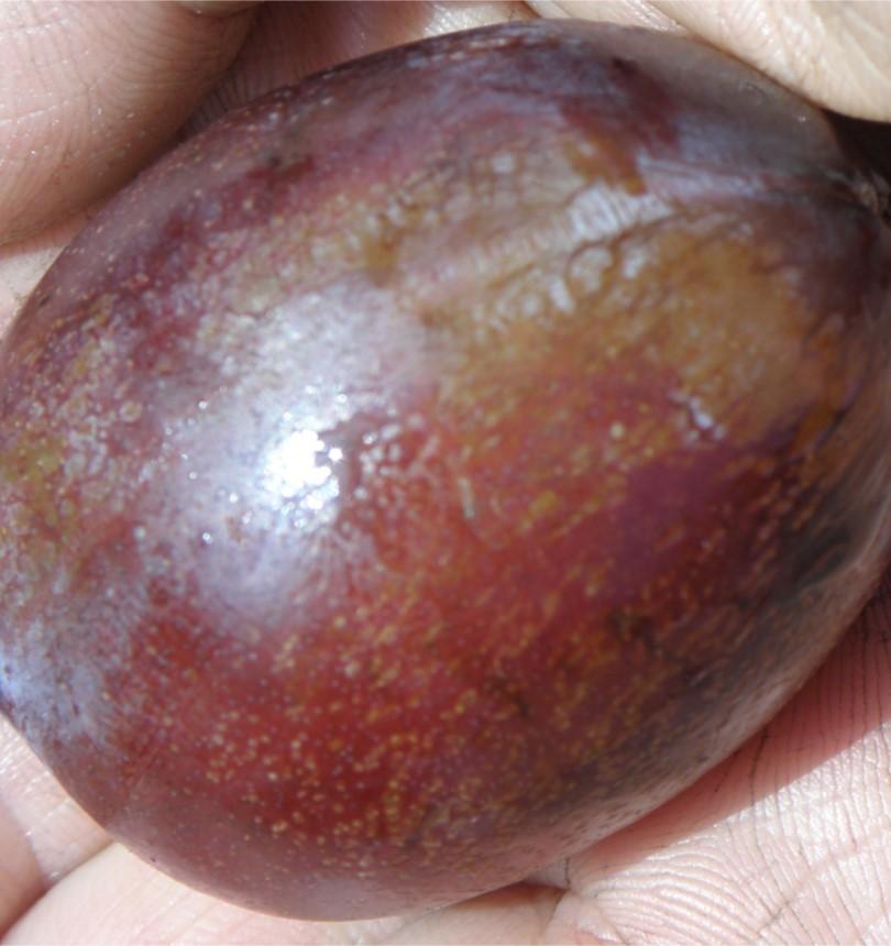 Imperial Epineuse European Plum