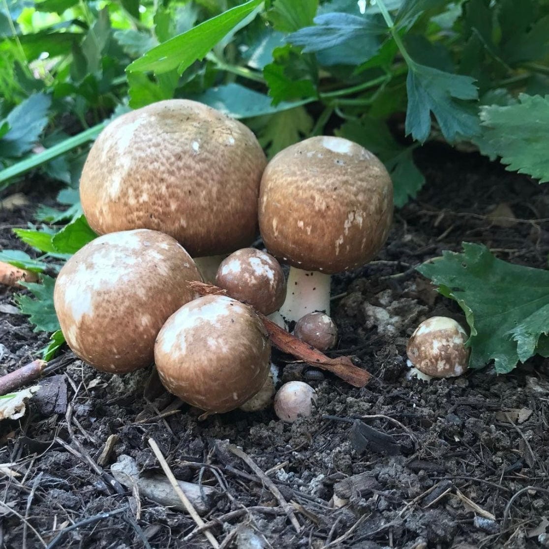 Organic Almond Agaricus Mushroom Sawdust Spawn - Image 2