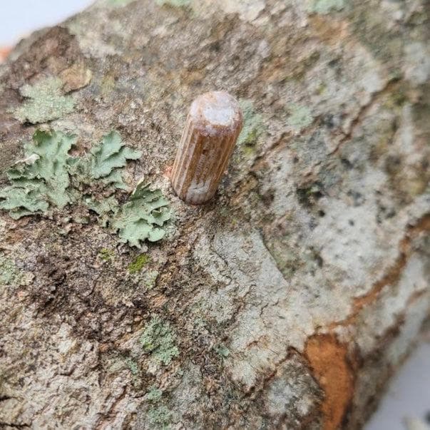 Organic Snow Oyster Mushroom Outdoor Log Growing Kit - Image 3