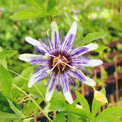 Passiflora BluePopâ„¢