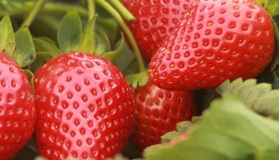 Sequoia Strawberry