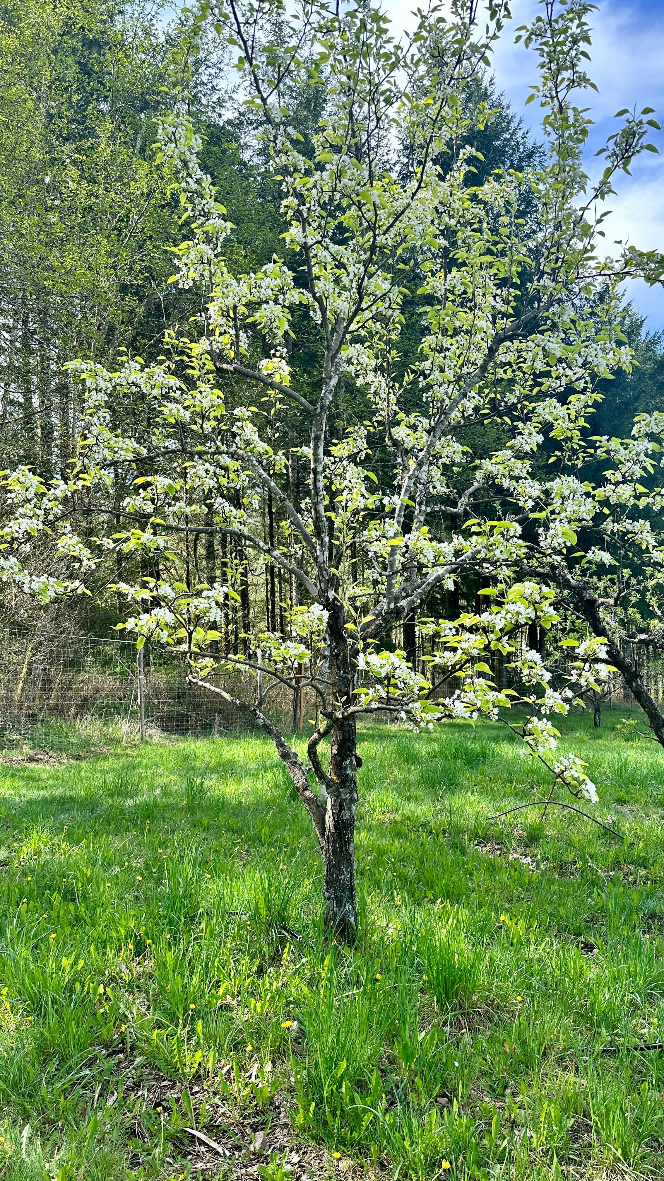 Shinseiki Asian Pear - Image 3