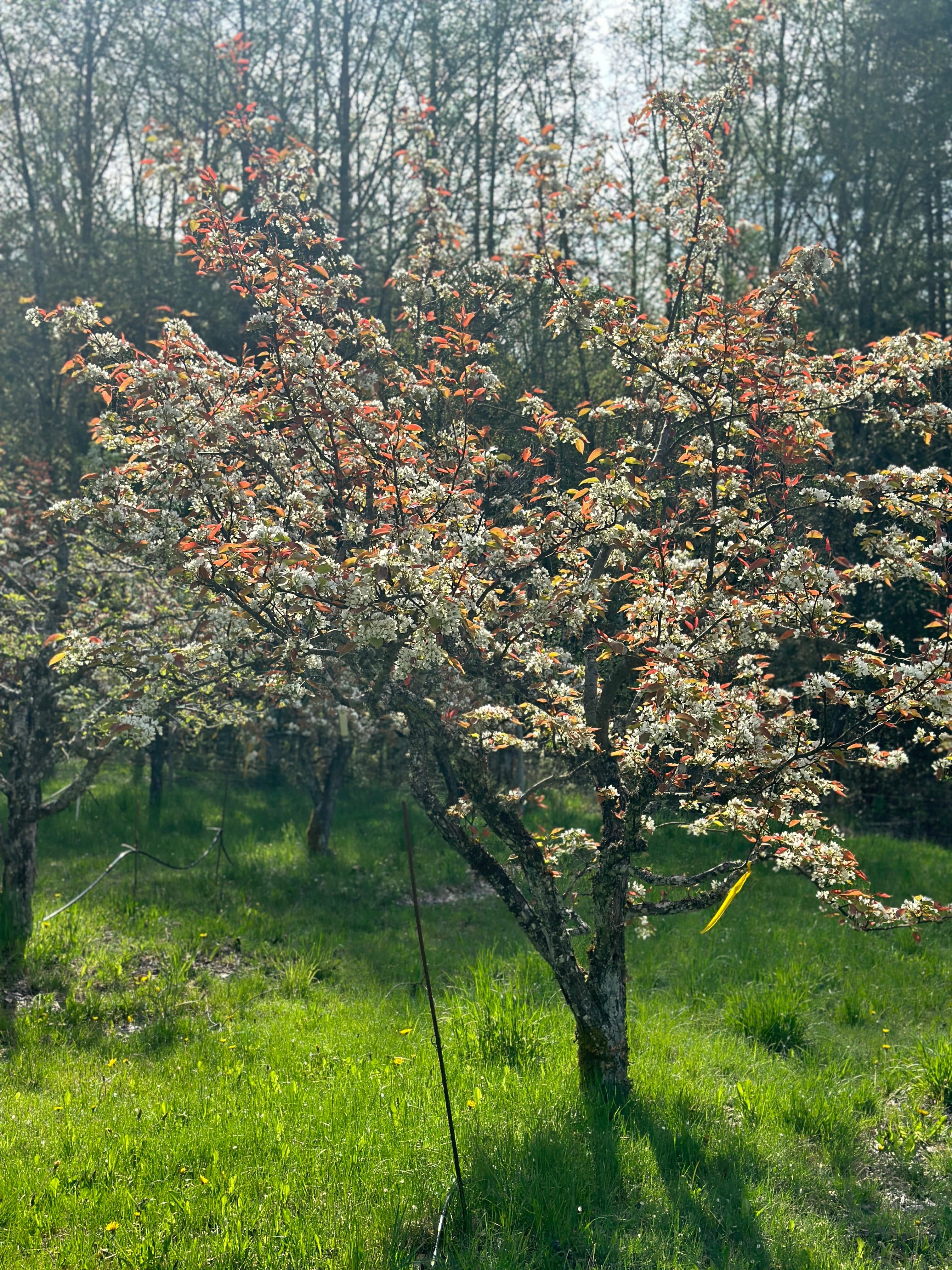 Shinsui Asian Pear - Image 3